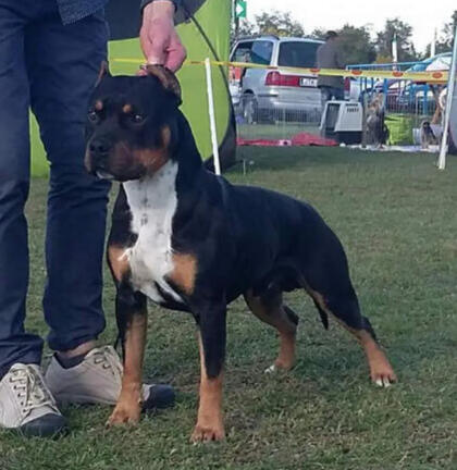 Black and Tan pointed Spinmill Flynn