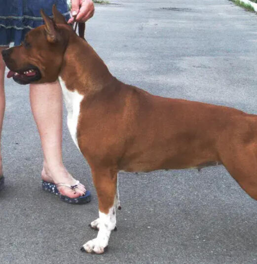 Red MULT CH Avari Sun Light From Skytown