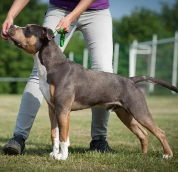 Blue and Tan pointed Fury Blue z Bílinského pramene BH-VT BZ BZH