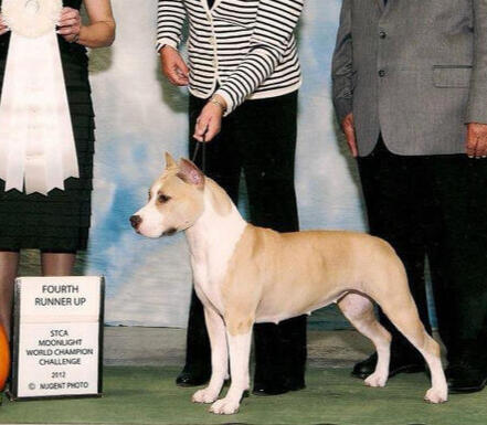 Fawn GCH Barberycoast Trademark Of Taz