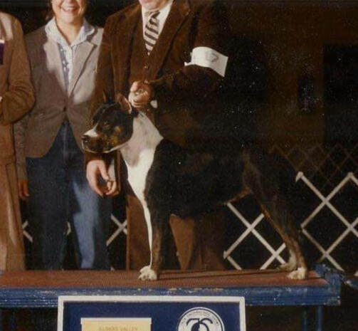 Black and Tan Brindle pointed CH Sindelar's Charging Cha Bok