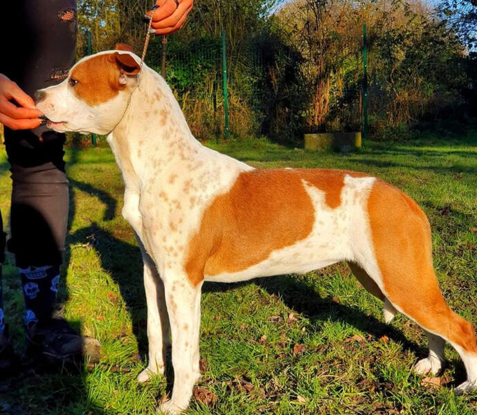 Ticking Pray for wanted Street Legend Staff