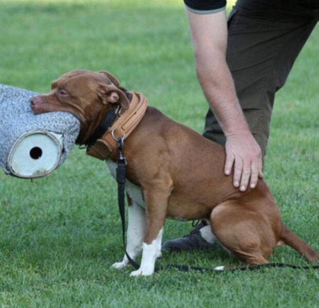 Liver pigmented Ilja Vom Kirchenholz SCHH1 AD